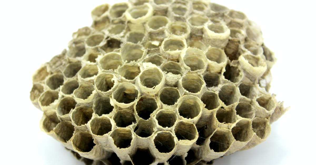 Bee Hives In Terraria - Beehive in Close Up Bee Hives In Terraria - Beehive in Close Up