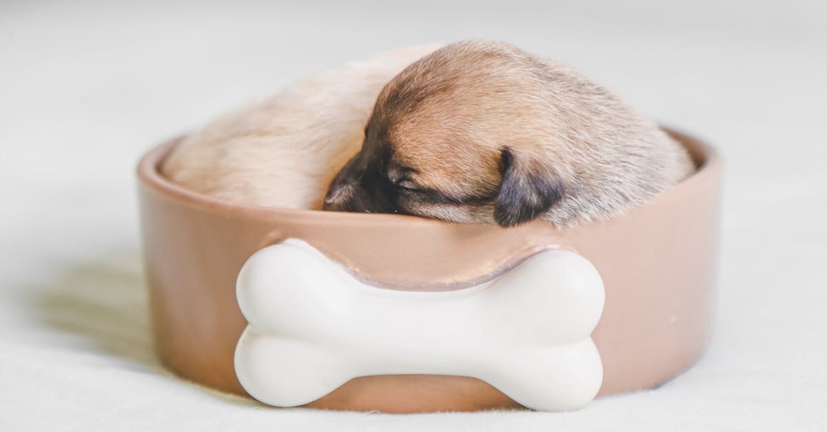 Best locations for Symmetra's Teleporter? [closed] - Puppy Sleeping in a Pet Bowl
