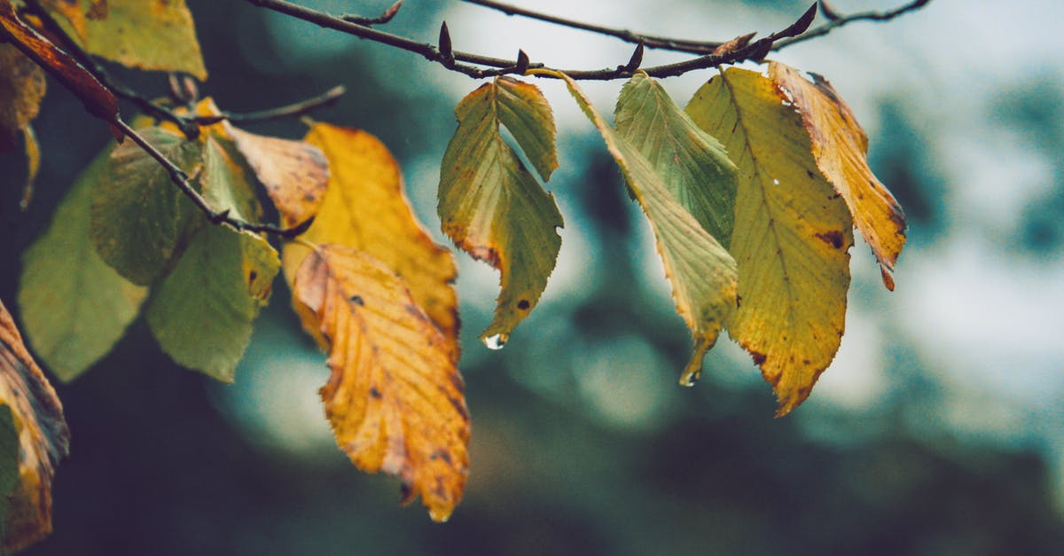 Best Maple locations after a dungeon in Oracle of Ages? - Withered Leaves Close-up Photo Best Maple locations after a dungeon in Oracle of Ages? - Withered Leaves Close-up Photo