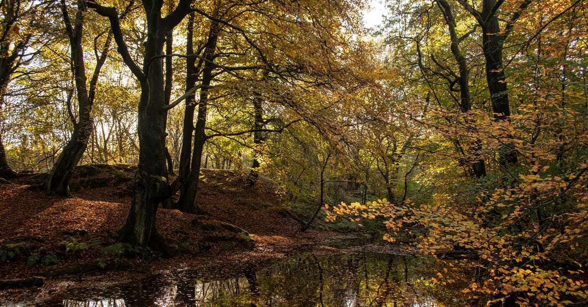 Best Maple locations after a dungeon in Oracle of Seasons? - Green Trees Beside River Best Maple locations after a dungeon in Oracle of Seasons? - Green Trees Beside River