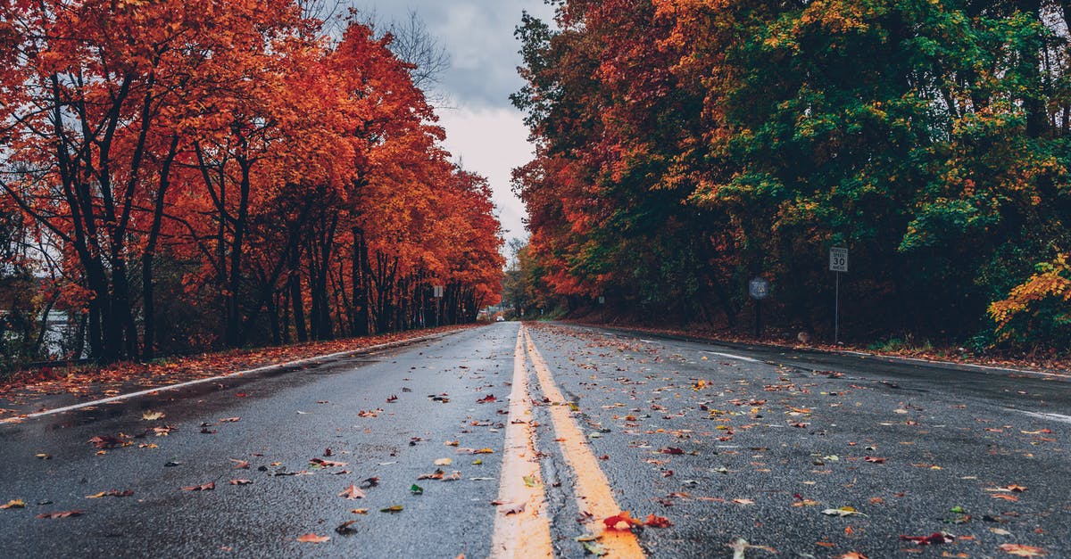 Best Maple locations after a dungeon in Oracle of Seasons? - Concrete Road Between Trees Best Maple locations after a dungeon in Oracle of Seasons? - Concrete Road Between Trees