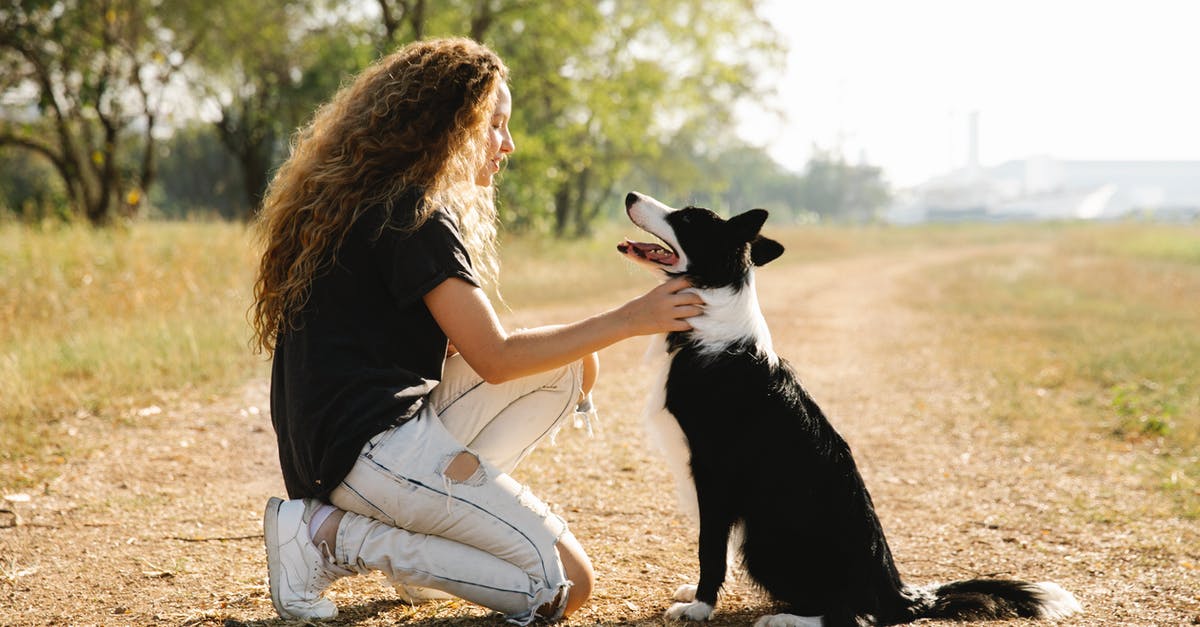 Best way to experience Halo MCC (Playing order) - Full body side view of female owner caressing cute black Border Collie on rural road in countryside on summer day Best way to experience Halo MCC (Playing order) - Full body side view of female owner caressing cute black Border Collie on rural road in countryside on summer day
