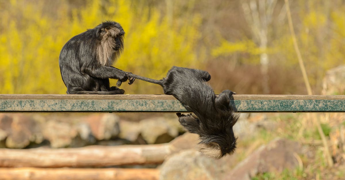 Black Lion Scrap drop chance from Black Lion Chest? - Lion tailed macaque holding primate companion by tail while sitting on horizontal beam and having fun together near stones and trees in daylight