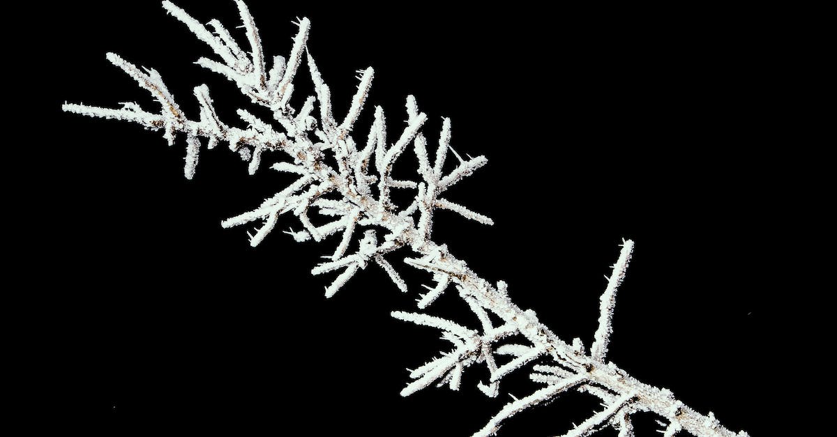 Black Ops 2 is freezing - Tree Branch Covered with Snow