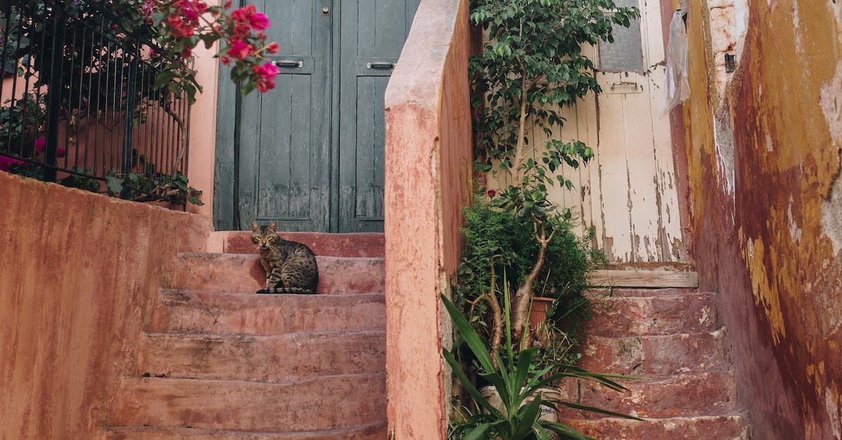 Blast protection of doors and doorways - Brown Tabby Cat on Brown Stairway With Pink Bougainvillea
