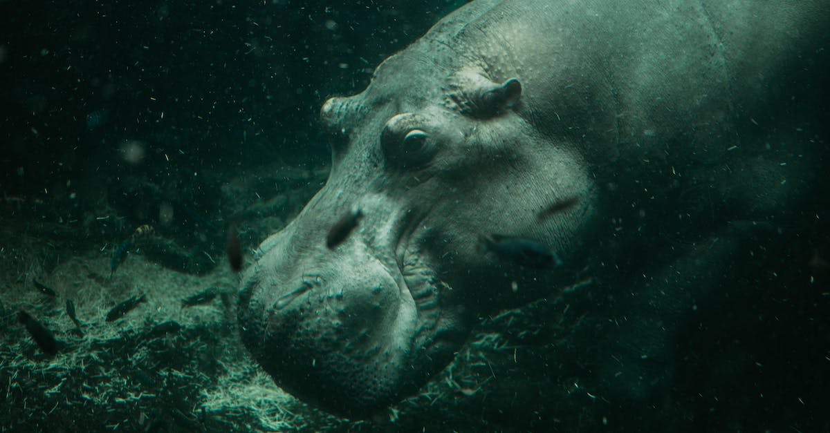 Blazes not swimming up in lava - Black and White Polka Dot Animal