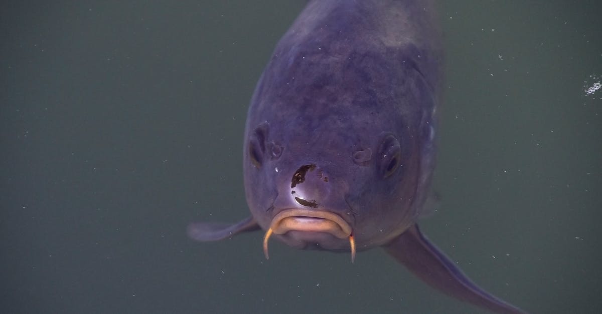 Blazes not swimming up in lava - carp fish , water lake	