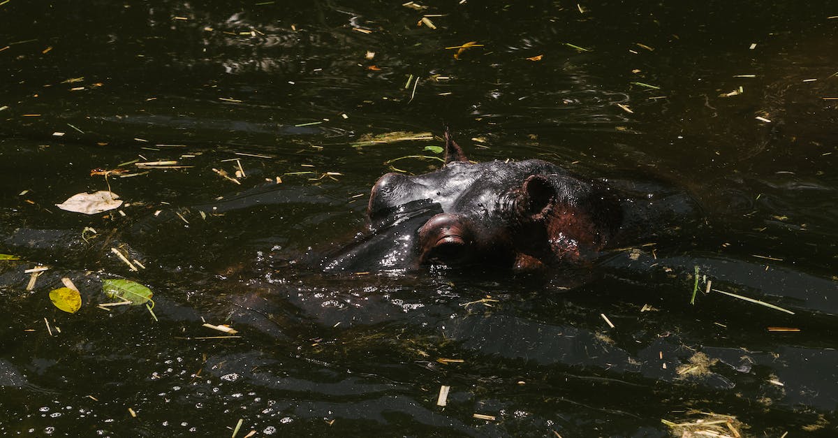 Blazes not swimming up in lava - Black and Brown Animal on Water