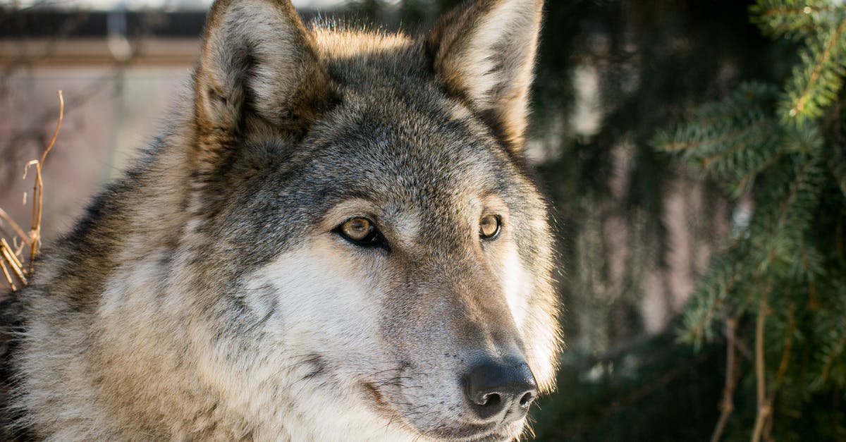 Blighttown or Great Wolf Sif? [closed] - Gray Husky