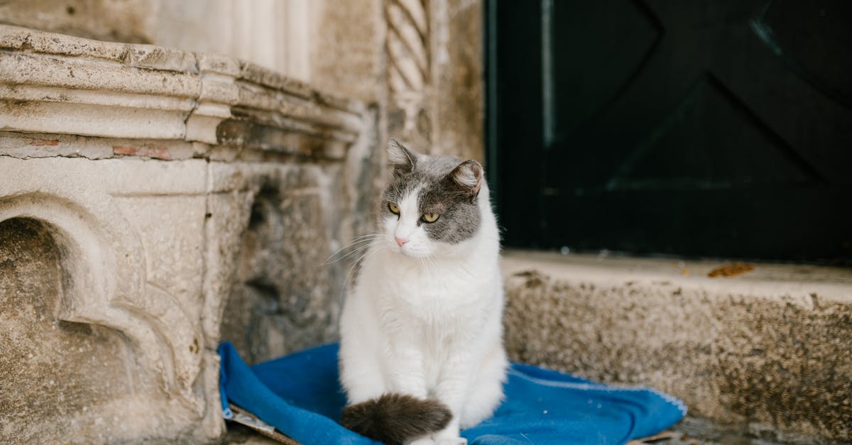 Bloodborne Old Hunter Edition [duplicate] - Fluffy cat sitting on blue cloth near entrance