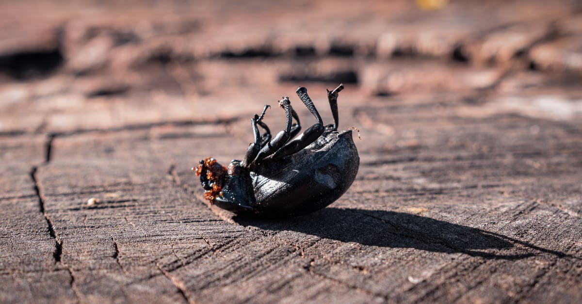 Board purchasing stadium twice, is it a bug or what does it mean? - Side view of small insect on back on lumber board in nature in daytime