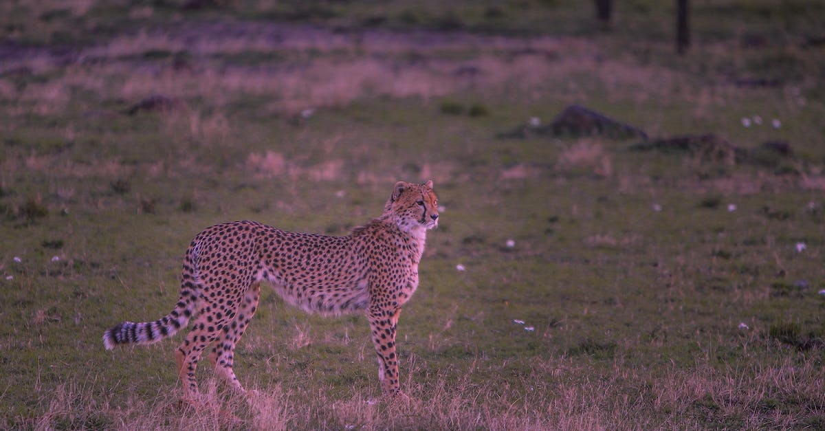 Borderlands 2 Ultimate Vault Hunter Packs in True Vault Hunter Mode - Free stock photo of africa, animal photography, bigcats Borderlands 2 Ultimate Vault Hunter Packs in True Vault Hunter Mode - Free stock photo of africa, animal photography, bigcats