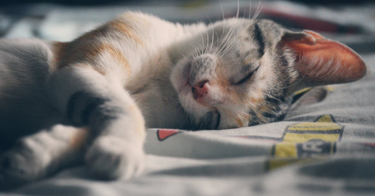 Brainwashed or sleeper agents - White Orange and Gray Tabby Cat Lying on Gray Textile