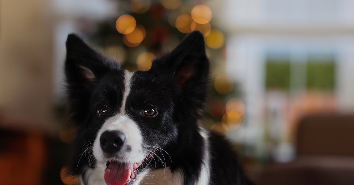Breeding animal problems [duplicate] - Black and White Border Collie