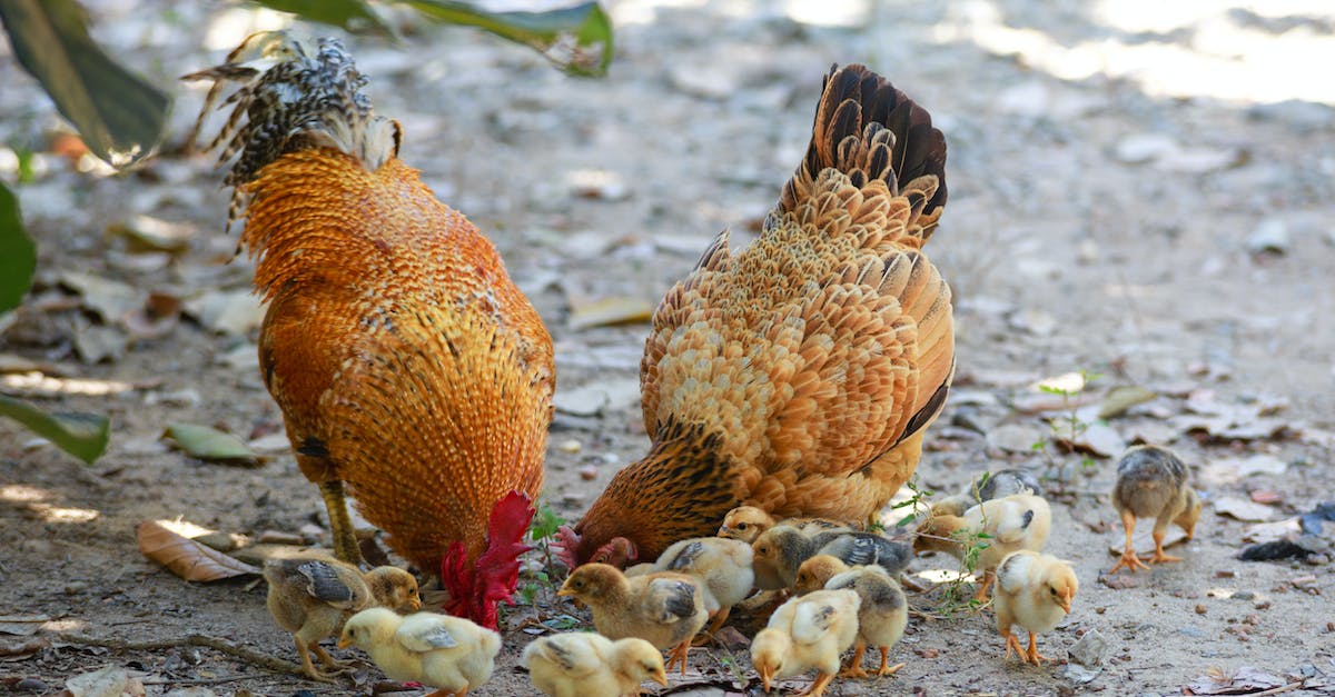 Breeding chickens in Minecraft PE - Chicks and Roosters