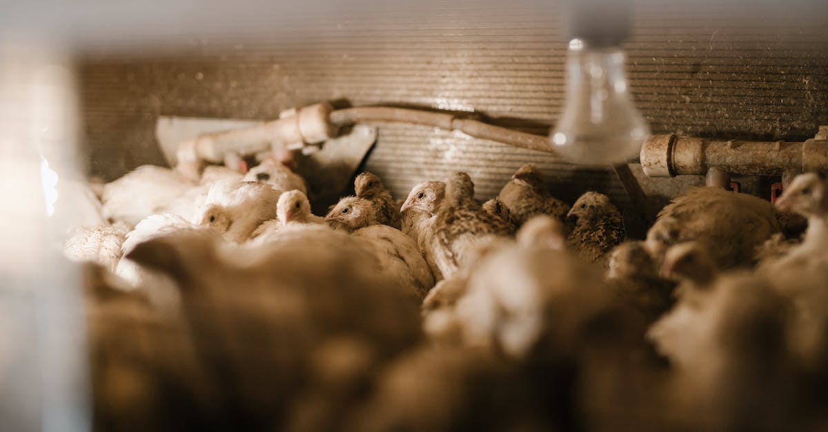 Breeding for egg moves - Small quail in aviary at bird factory Breeding for egg moves - Small quail in aviary at bird factory