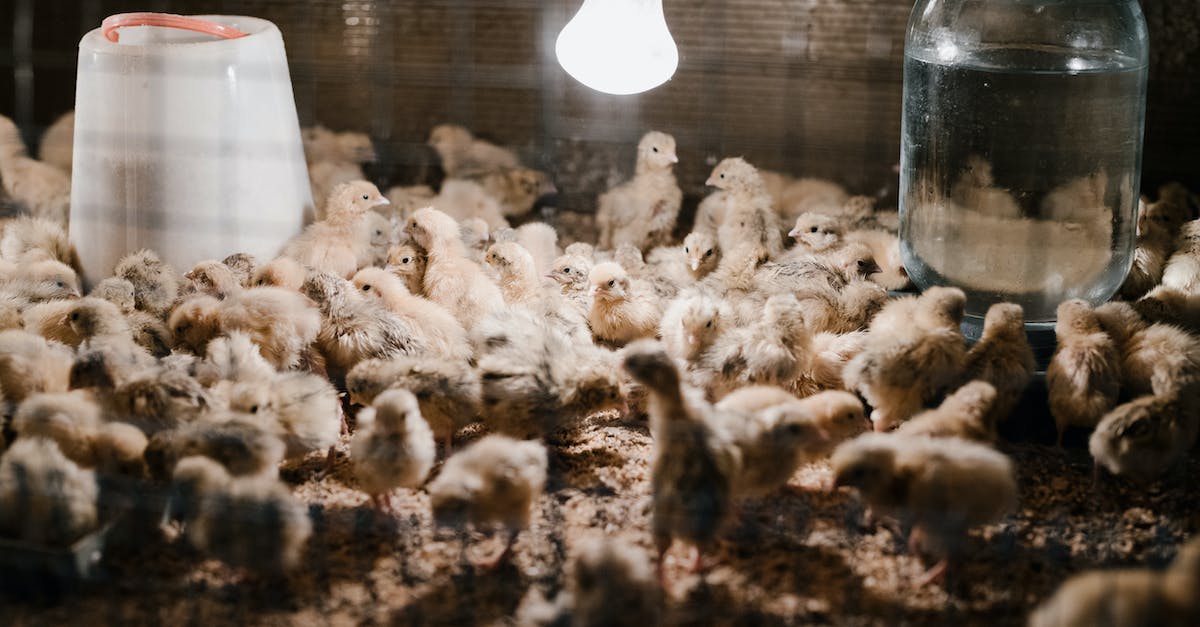 Breeding for egg moves - Chickens in breeding cage under light bulb Breeding for egg moves - Chickens in breeding cage under light bulb