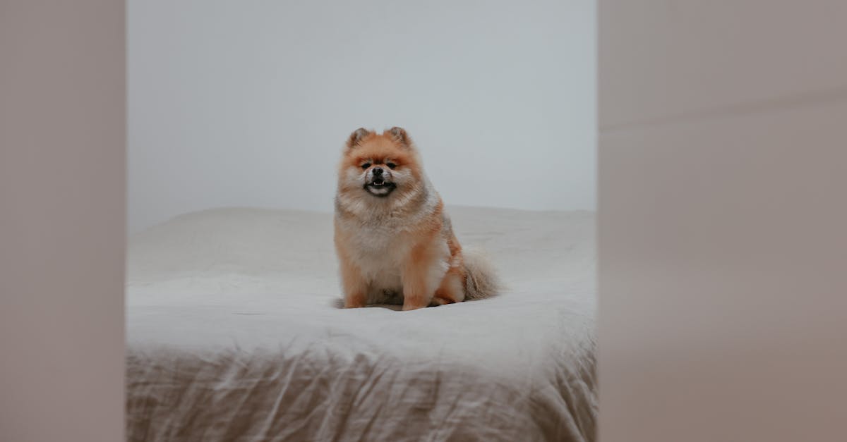 Breeding the Yeti - Brown Pomeranian on White Bed