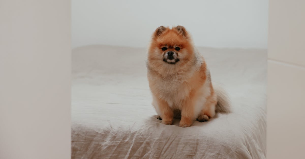 Breeding the Yeti - Brown Pomeranian on Brown Textile