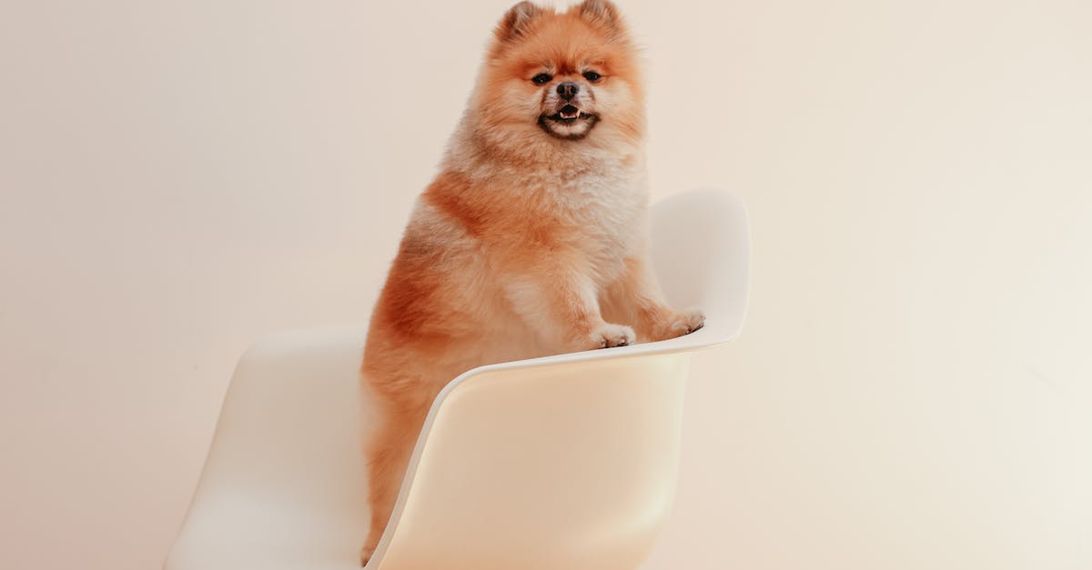 Breeding the Yeti - Brown Pomeranian Puppy on White Chair