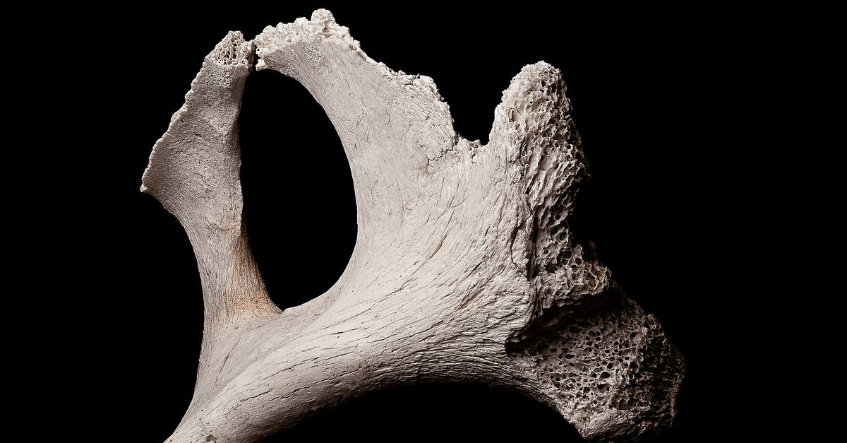 Broken Sword Angel of Death - Exhibited fragment of textured porous bone piece in soft light on black backdrop Broken Sword Angel of Death - Exhibited fragment of textured porous bone piece in soft light on black backdrop