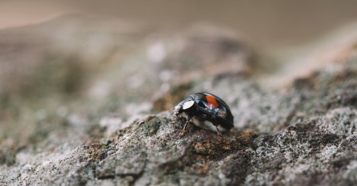 Bug in morrowind elderscrolls: Bloodmoon, no Raven rock - Black and Red Ladybug on Gray Rock