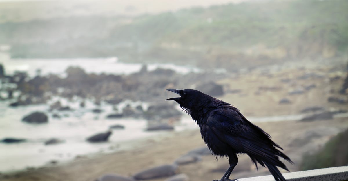Bug in morrowind elderscrolls: Bloodmoon, no Raven rock - Black Bird Perching on Concrete Wall With Ocean Overview
