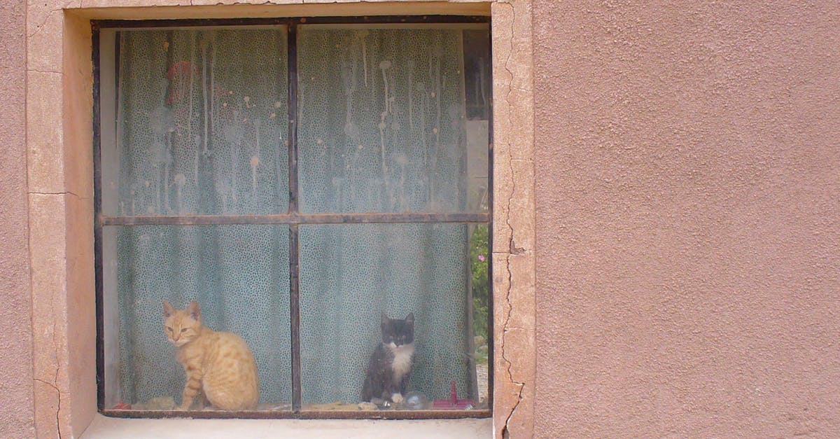 Building a Sturdy Wall - Brown Cat on Window Building a Sturdy Wall - Brown Cat on Window