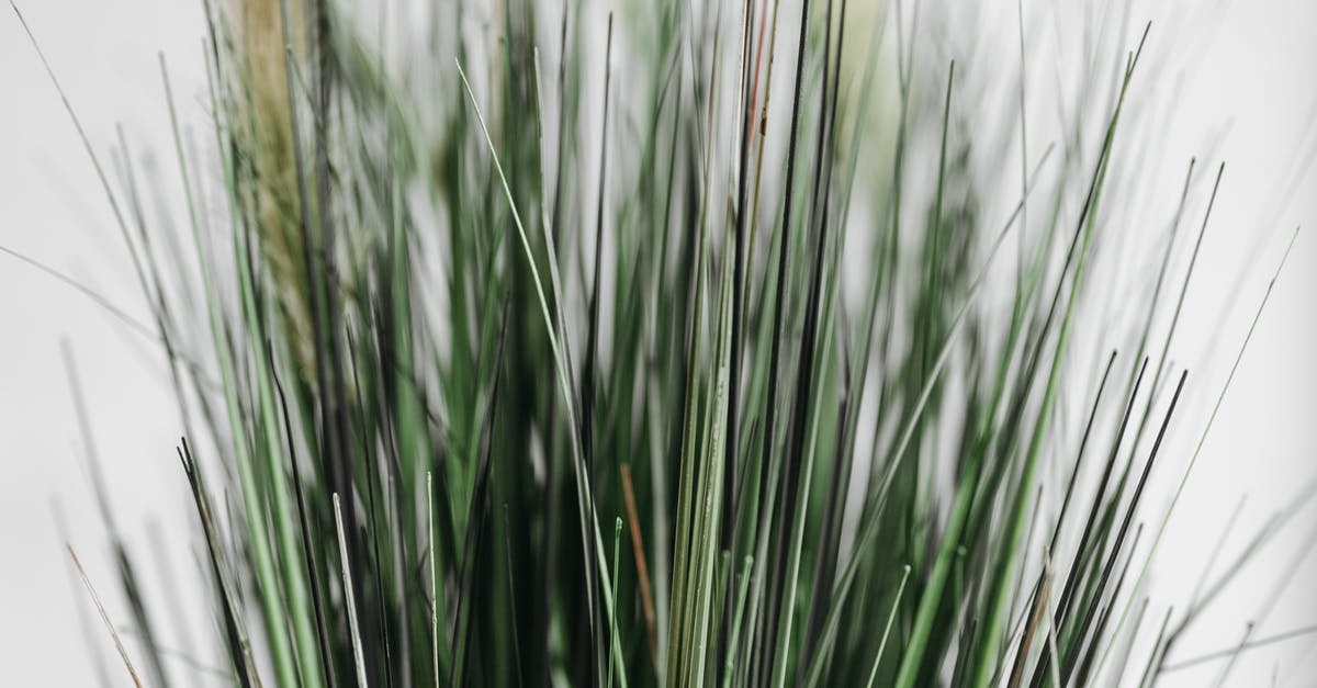 Burial Blade and Blades of Mercy - Green Grass in Close Up Photography