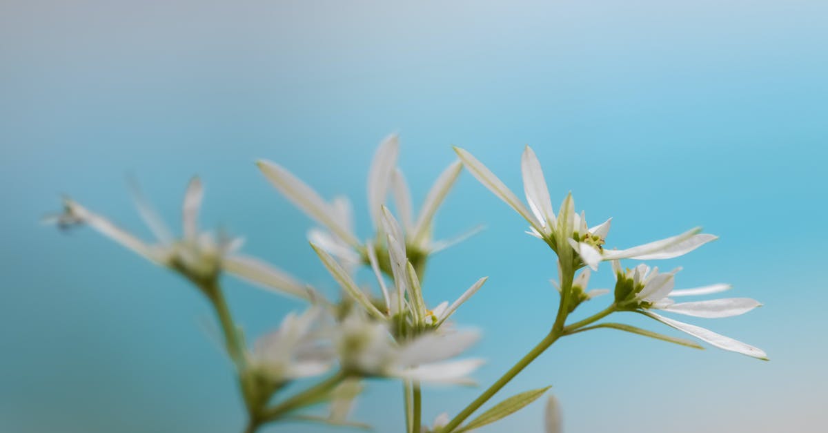 Buzzing noise in Jamaica Plain - Little Christmas flower