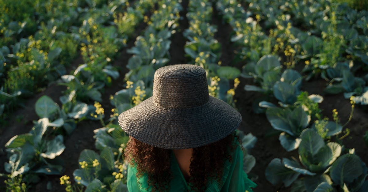 Cabbage Pult Missing from Almanac and My Plants in PVZ2 - Woman in Hat Against Field of Cabbage Cabbage Pult Missing from Almanac and My Plants in PVZ2 - Woman in Hat Against Field of Cabbage