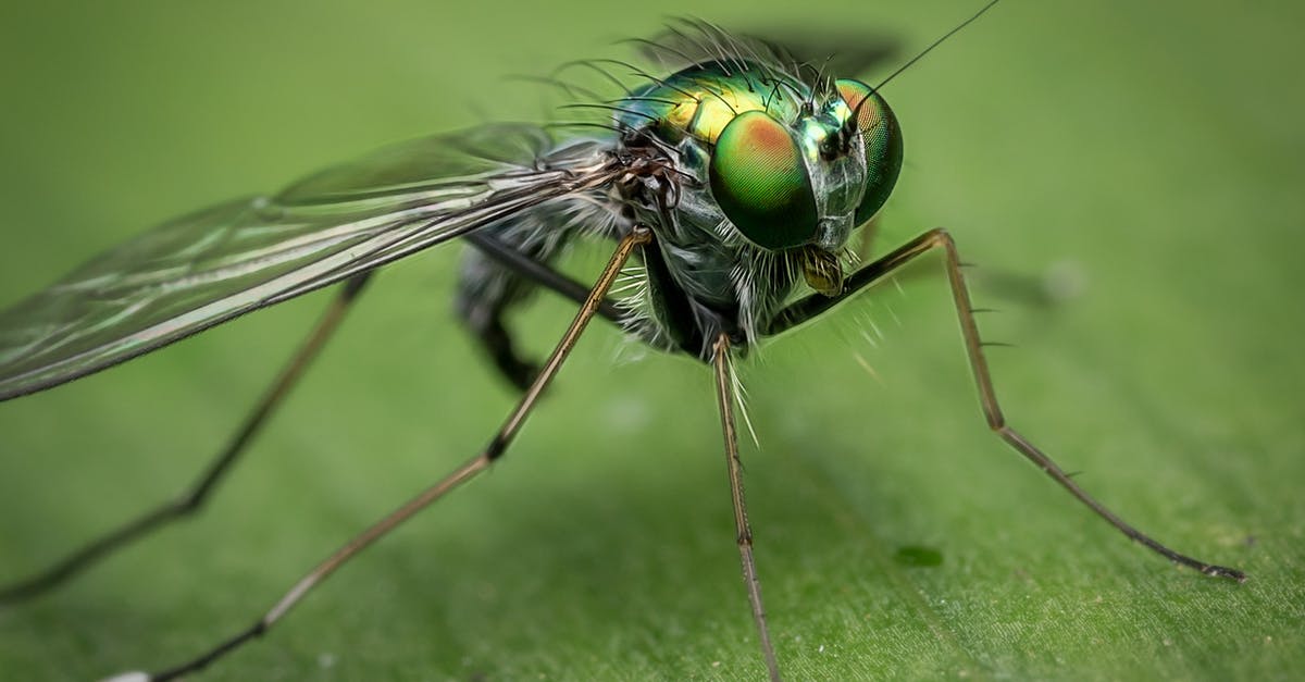 Can't create macro with Deathwish and Blood Fury - Shallow Focus of Gray and Green Insect Can't create macro with Deathwish and Blood Fury - Shallow Focus of Gray and Green Insect
