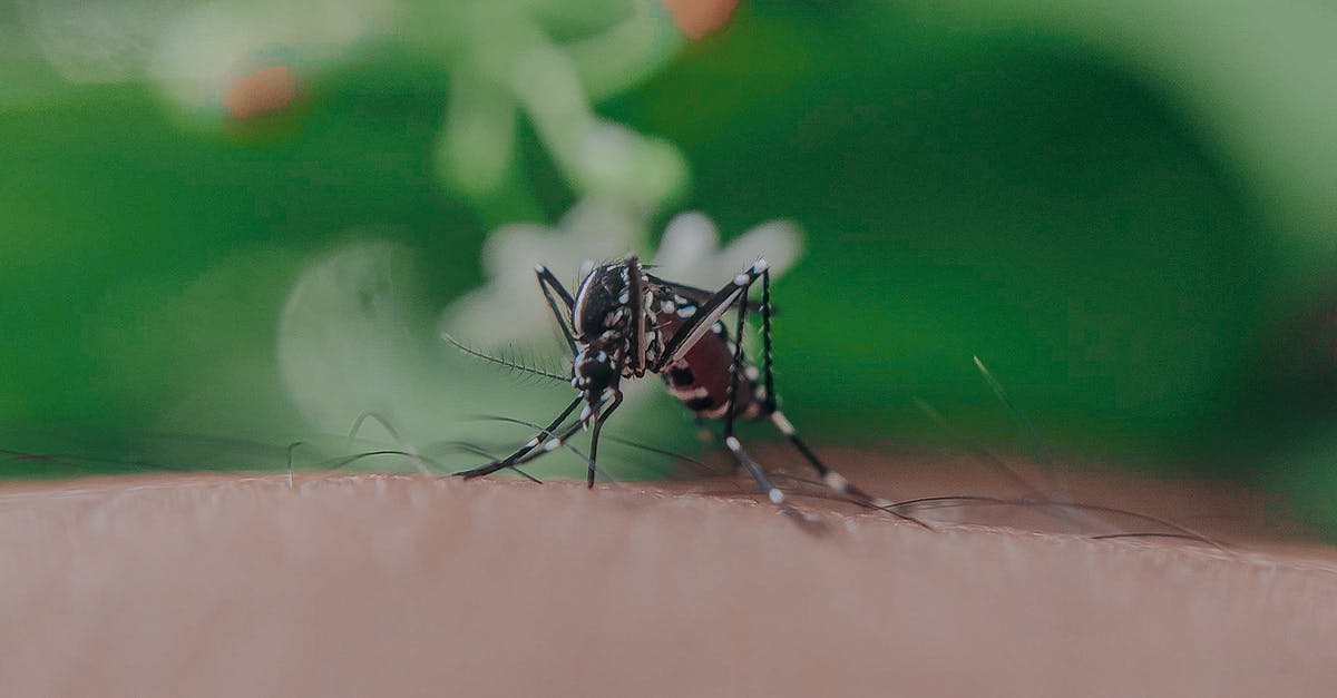 Can't create macro with Deathwish and Blood Fury - Closeup of spotted mosquito with thin legs and proboscis sucking blood on skin with hairs of faceless person Can't create macro with Deathwish and Blood Fury - Closeup of spotted mosquito with thin legs and proboscis sucking blood on skin with hairs of faceless person