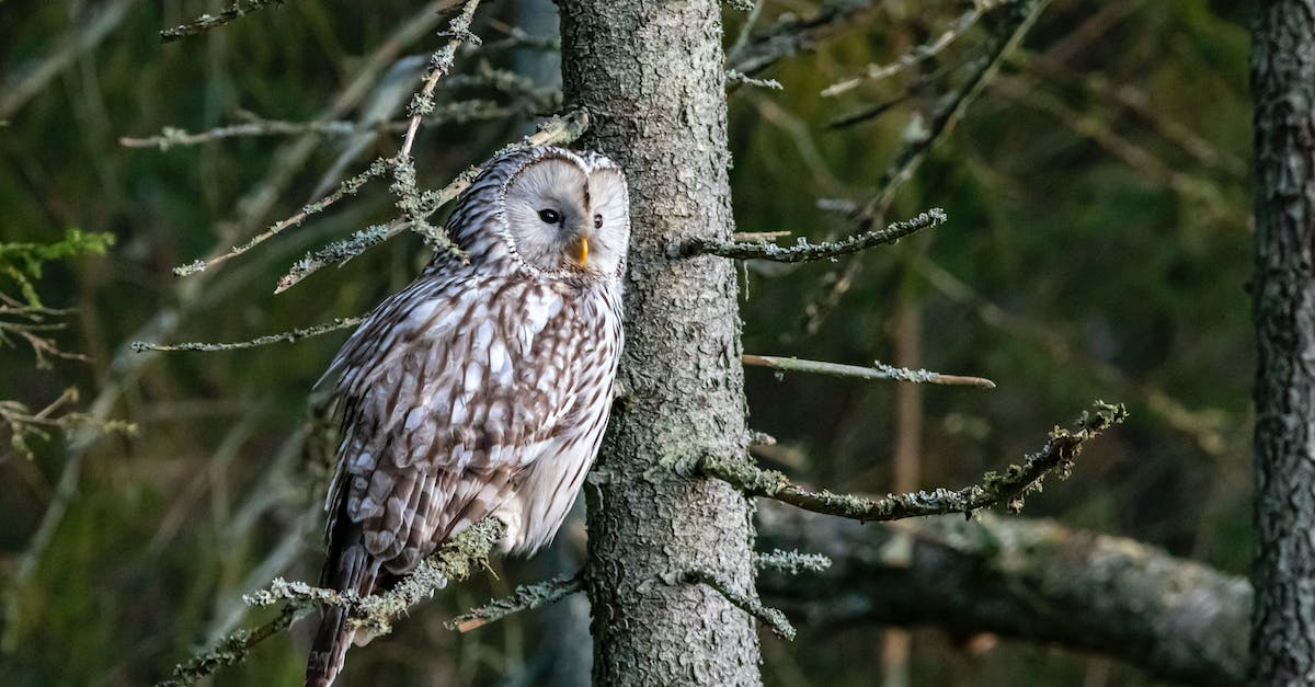 Can't fly the Profit Bird 700m in one run! - White and Brown Owl on Brown Tree Branch