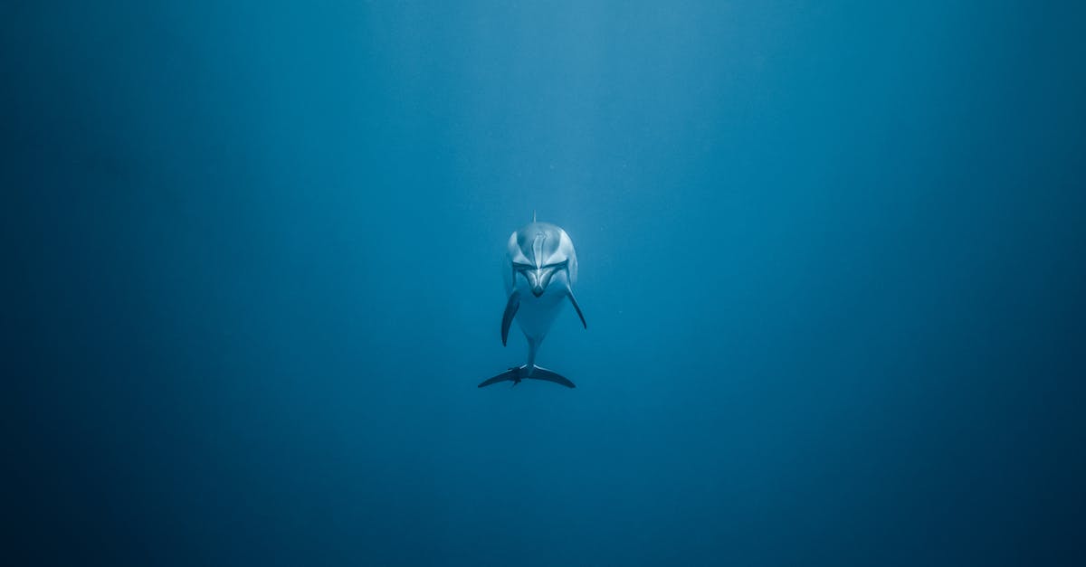 Can't see underwater in Skyrim - A Dolphin Under the Water Can't see underwater in Skyrim - A Dolphin Under the Water