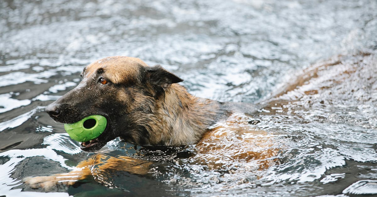 Can't turn in power play tokens - German Shepherd with ball swimming in pool
