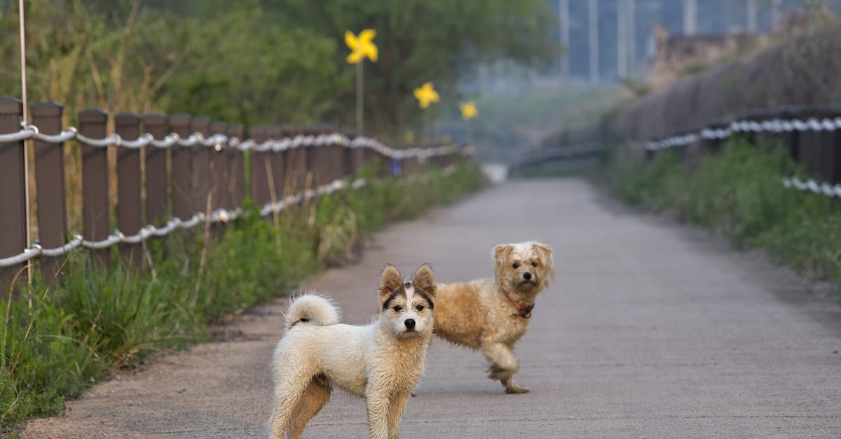 Can a Squad Sight Sniper use Mindfray on an enemy outside their line of sight? - White and Black Siberian Husky Puppy
