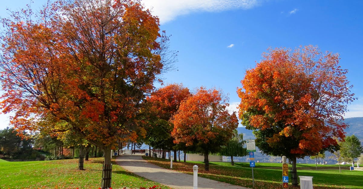 Can an enemy fall asleep in your arms? - Red Leaf Trees In The Park Can an enemy fall asleep in your arms? - Red Leaf Trees In The Park