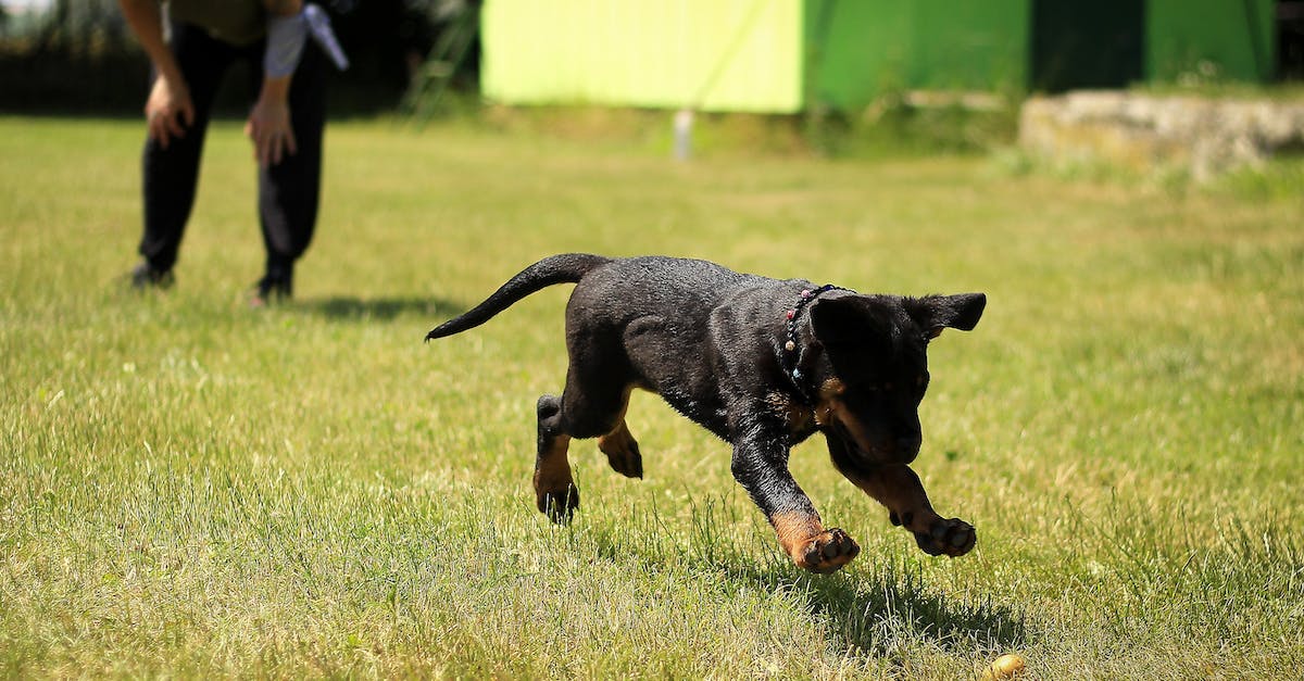 Can any other characters besides Ganondorf play Home Run contest with out a bat? - Black and Tan Rottweiler Puppy Running on Lawn Grass Can any other characters besides Ganondorf play Home Run contest with out a bat? - Black and Tan Rottweiler Puppy Running on Lawn Grass