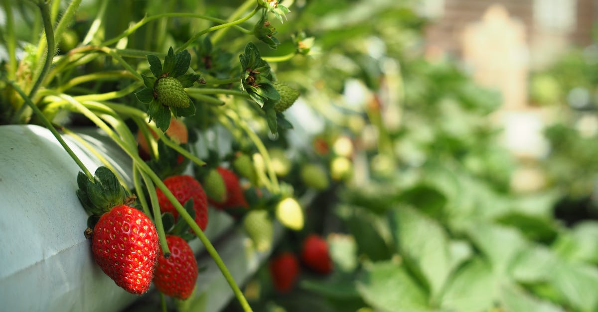 Can berry bushes be moved in Valheim? - Close-up of Strawberry Bushes Growing in a Container Can berry bushes be moved in Valheim? - Close-up of Strawberry Bushes Growing in a Container