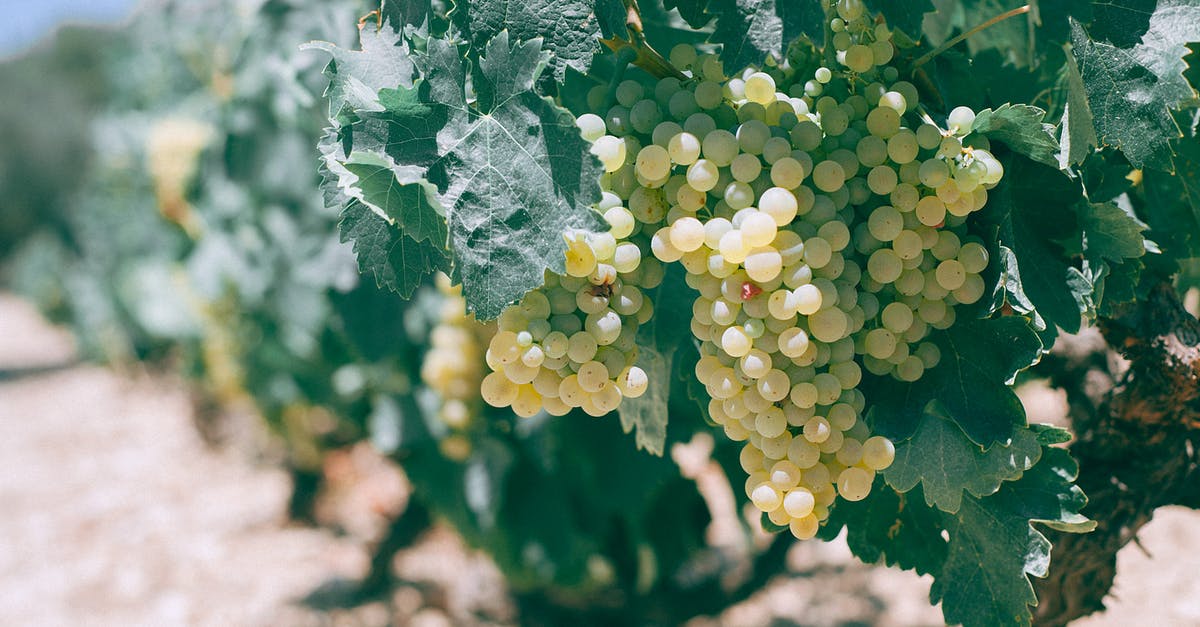 Can berry bushes be moved in Valheim? - Fresh green ripe bunches of grapes hanging on shrub in vineyard on sunny summer day Can berry bushes be moved in Valheim? - Fresh green ripe bunches of grapes hanging on shrub in vineyard on sunny summer day