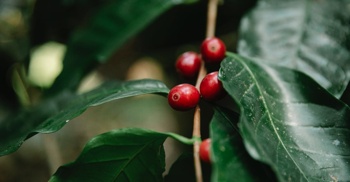 Can berry bushes be moved in Valheim? - Red coffee berries growing on tree branch Can berry bushes be moved in Valheim? - Red coffee berries growing on tree branch