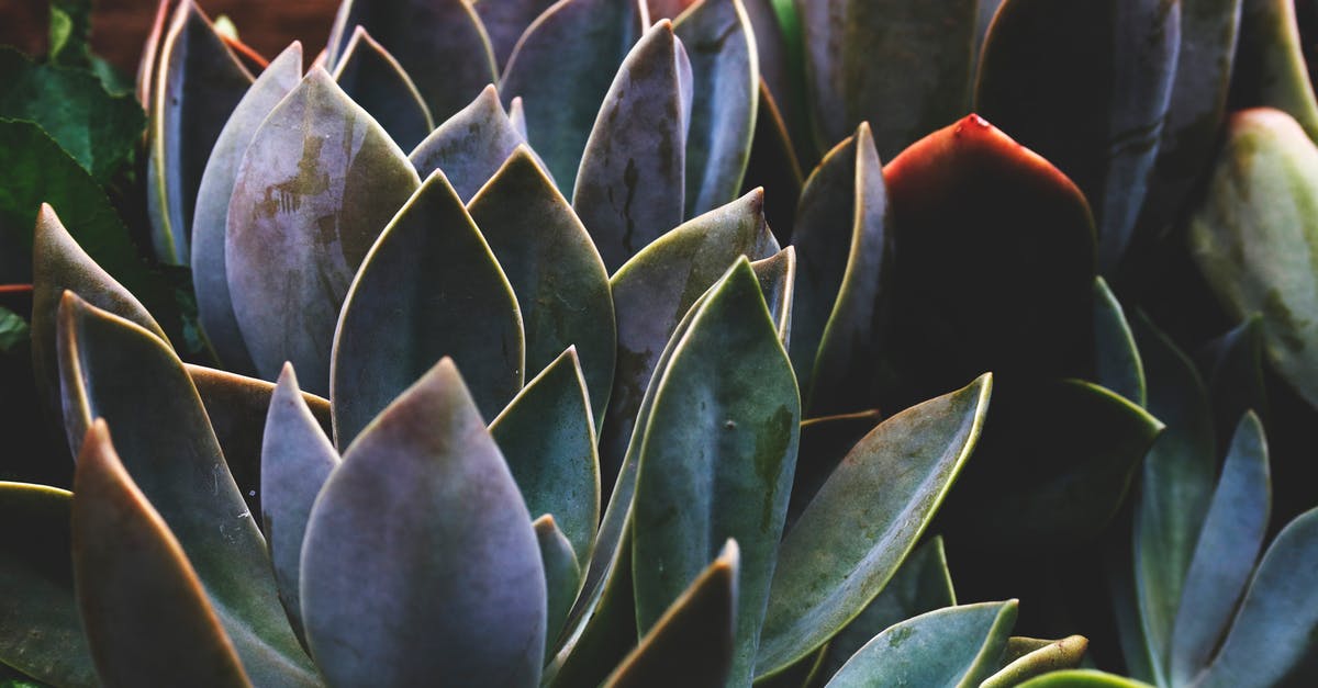 Can cactus grow in the nether or the end? - Shallow Focus Photography of Green Leafed Plants