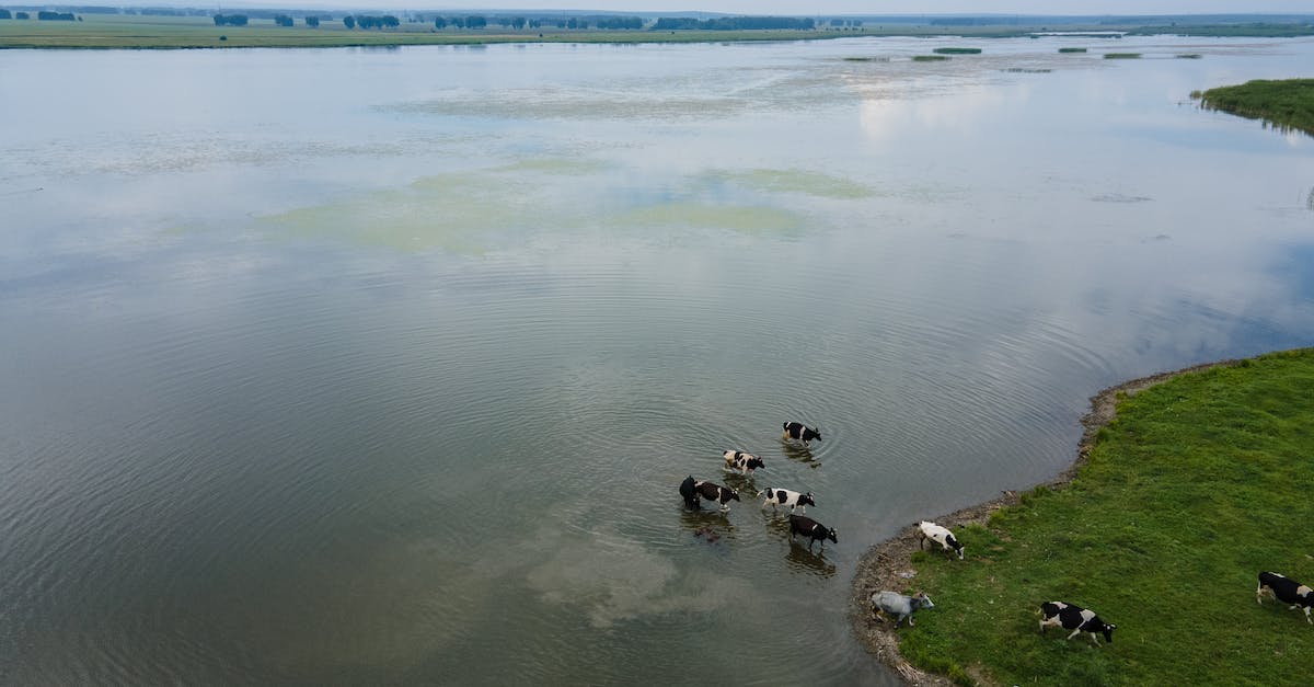Can cows go through the end portal? - Aerial Shot of Cows Going to the Land