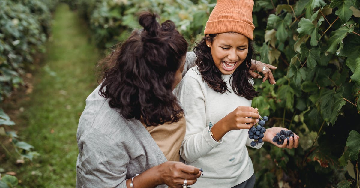 Can Dragonrot kill/incapacitate some NPCs making some interactions impossible after a bunch of deaths? - Positive ethnic girl with grapes near anonymous gardener in vineyard