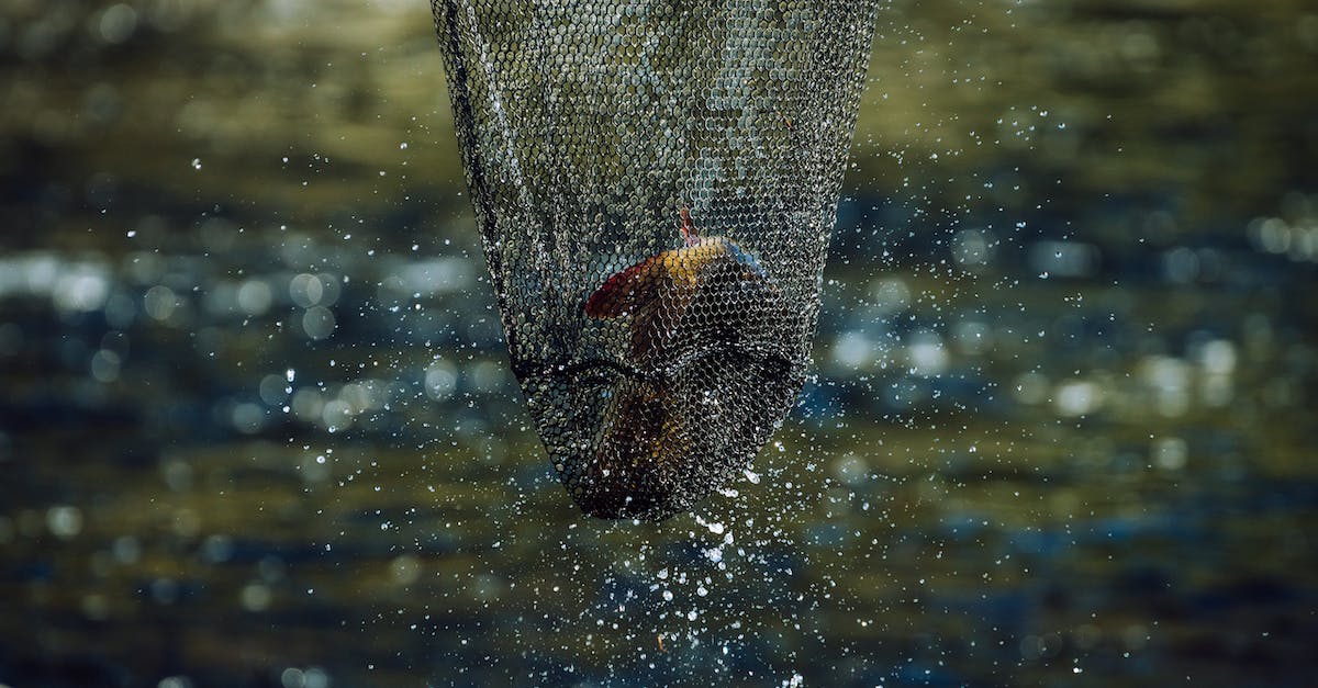 Can Endermen be caught with a reuseable safari net? - A Fish in a Net