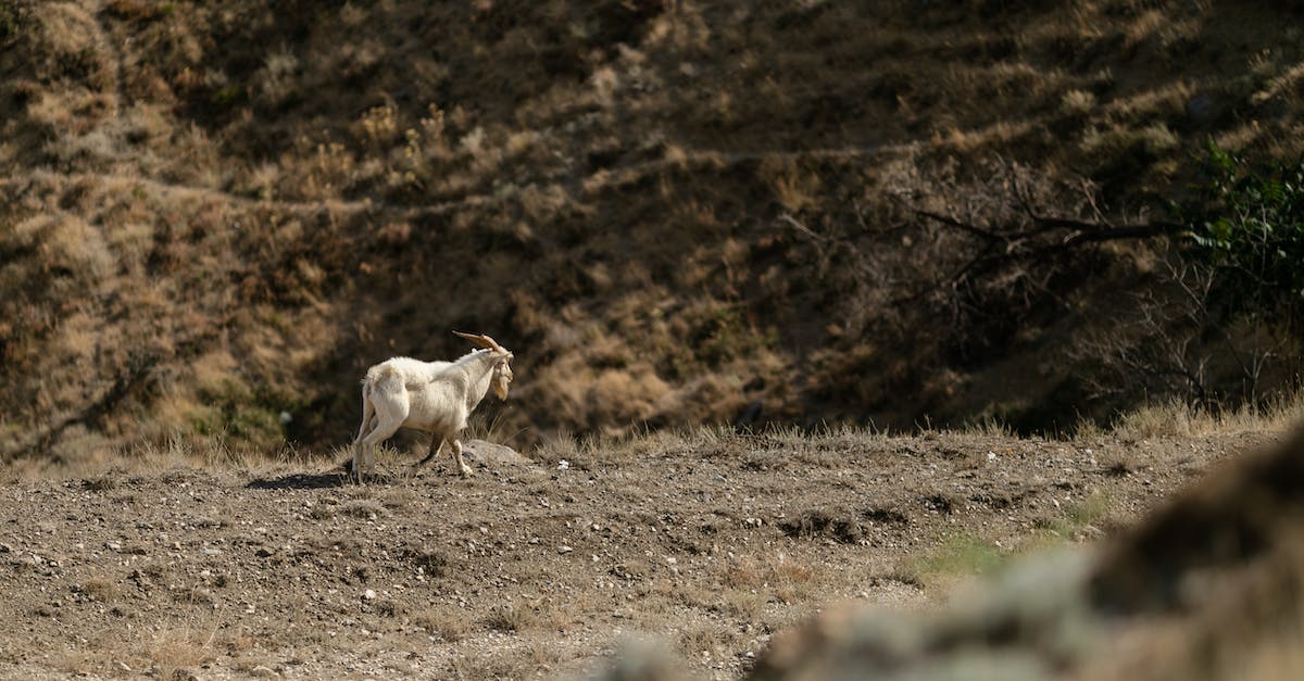 Can Endermen be caught with a reuseable safari net? - White Sheep on Brown Field
