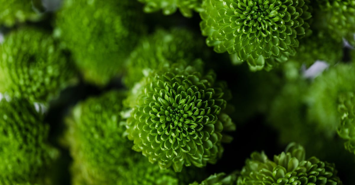 Can Green Set Items be picked up by other players? - Closeup composition of bunch of green craspedia flowers with selective focus arranged together