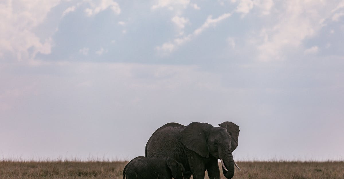 Can gyms give you Field Research? - Elephant cow feeding elephant calf with milk in wild savanna on field with dry grass against clear sky at daytime