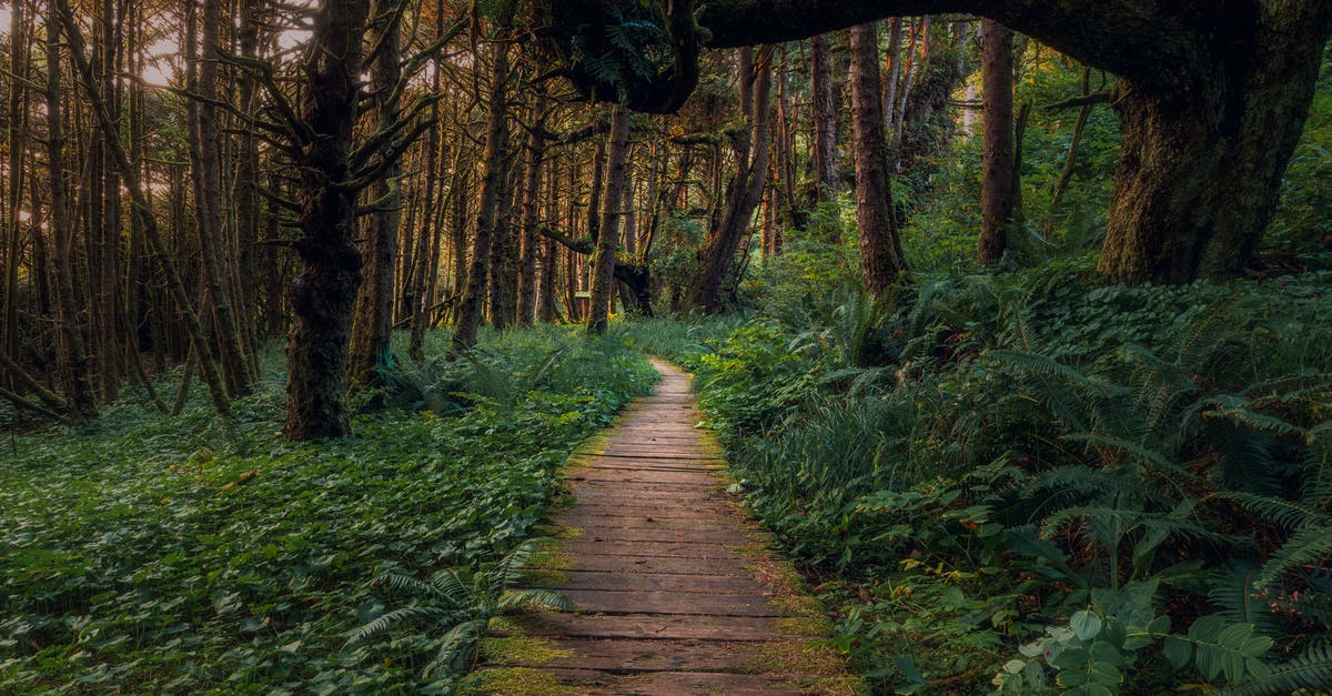Can I alter the biome of an area (without 3rd-party tools)? - Brown Wooden Pathway in the Middle of Green Grass and Trees